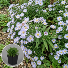 Planten Aster novi belgii 'Porzellan'   pot 9x9 cm