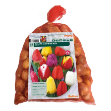 Baltus Tulipa Darwin Mix in gaasbaal   Bloembollen   75 stuks