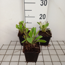 Planten Rudbeckia hirta 'Prairie Sun'   pot 9x9 cm