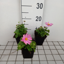 Planten Anemone hupehensis 'Pretty Lady Emily'   pot 9x9 cm