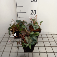Planten Cyclamen hederifolium 'Album'   pot 9x9 cm