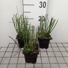 Planten Equisetum hyemale   pot 9x9 cm