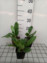 Planten Pulmonaria 'Blue Ensign'   pot 9x9 cm