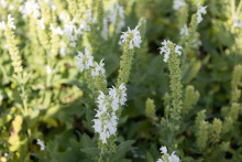 Planten Salvia nemorosa 'Adrian'   pot 9x9 cm
