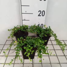 Planten Vinca minor 'Elisa'   pot 9x9 cm