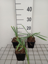 Planten Agapanthus 'Black Pantha'   pot 9x9 cm