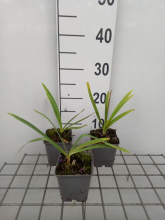 Planten Agapanthus 'Blue Triumphator'   pot 9x9 cm  