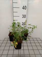 Planten Agastache 'Kudos Yellow'   pot 9x9 cm