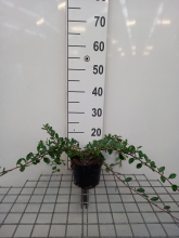 Planten Cotoneaster dammeri 'Miranda'   pot 1,3L   20 30 cm  