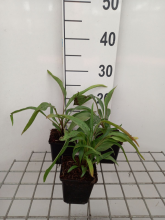 Planten Echinacea 'Flame Thrower'   pot 9x9 cm