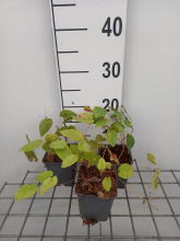 Planten Epimedium pinnatum 'Black Sea'   pot 9x9 cm