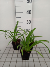 Planten Hemerocallis 'Mauna Loa'   pot 9x9 cm  