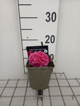 Planten Paeonia 'Alexander Fleming'   pot 1L