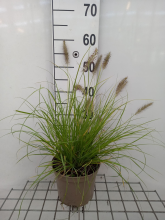 Planten Pennisetum alopecuroides 'Hameln Gold'   pot 3L