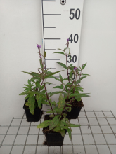 Planten Verbena hastata   pot 9x9 cm  