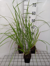 Planten Pennisetum alopecuroides 'National Arboretum'   pot 9x9 cm