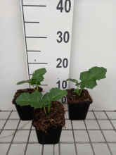 Planten Acanthus mollis 'Rue Ledan'   pot 9x9 cm