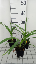 Planten Agapanthus 'AMBIC001' (Twister)   pot 9x9 cm