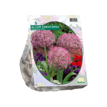 Baltus 'Allium Albopilosum Christophii'   voorjaarsbloeiers   5 bollen