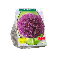 Baltus 'Allium Ambassador'   voorjaarsbloeiers   1 bollen