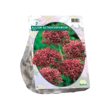 Baltus 'Allium Atropurpureum'   voorjaarsbloeiers   7 bollen