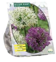 Baltus 'Allium Giant'   voorjaarsbloeiers   Mix   3 bollen