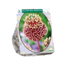 Baltus 'Allium Red mohican'   voorjaarsbloeiers   3 bollen