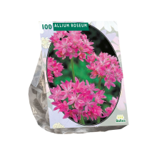 Baltus 'Allium Roseum'   voorjaarsbloeiers   100 bollen