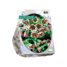 Baltus 'Allium Siculum Bulgaricum'   voorjaarsbloeiers   5 bollen
