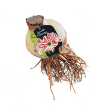 Baltus Amaryllis Hippeastrum   Gestreept   Steeketiket