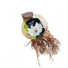 Baltus Amaryllis Hippeastrum   Wit   Steeketiket