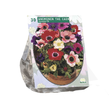 Baltus anemone de Caen   Mix per 30