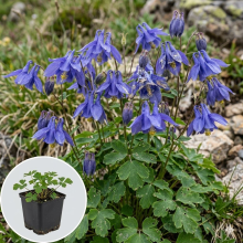 Planten Aquilegia alpina   pot 9x9 cm  