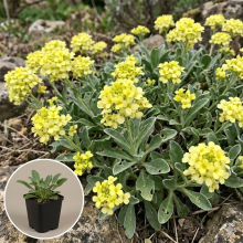 Planten Aurinia saxatilis 'Sulphurea'   pot 9x9 cm