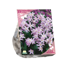 Baltus Bees & Butterflies 'Chionodoxa Pink Giant' voorjaarsbloeiers   Roze   25 bloembollen