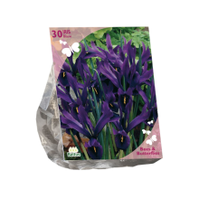 Baltus Bees & Butterflies 'Iris Reticulata' voorjaarsbloeiers   Paars   30 bloembollen