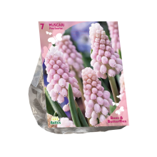 Baltus Bees & Butterflies 'Muscari Pink Sunrise' voorjaarsbloeiers   Roze   7 bloembollen