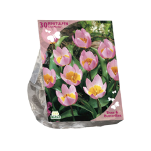 Baltus  'Tulipa Bakari Lilac Wonder'   voorjaarsbloeiers   Roze   30 bloembollen