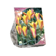 Baltus 'Tulipa Clusiana var. Chrysantha'   voorjaarsbloeiers   30 bollen