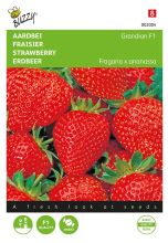 Buzzy seeds Buzzy® Aardbeien zaden   Grandian F1