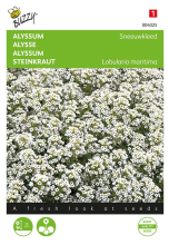 Buzzy seeds Buzzy   Alyssum zaden   Sneeuwkleed