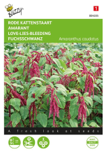 Buzzy seeds Buzzy   Amarant zaden   Kattenstaart   rood