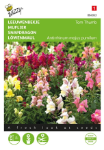 Buzzy seeds Buzzy® Leeuwenbekje zaden   Tom Thumb   gemengd