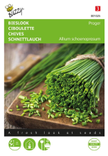 Buzzy seeds Buzzy® Bieslook zaden   Prager middelfijn