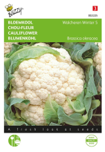 Buzzy seeds Buzzy® Bloemkool zaden   Walcheren Winter