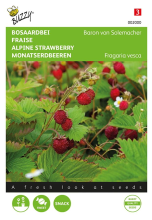 Buzzy seeds Buzzy® Bosaardbei zaden   Baron von Solemacher