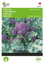 Buzzy seeds Buzzy® Broccoli zaden   Summer Purple