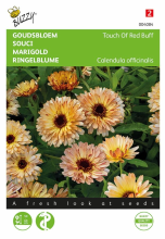 Buzzy seeds Buzzy   bloemzaden   Calendula Touch of Red Buff
