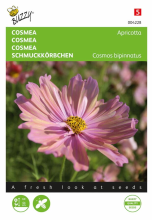 Buzzy seeds Buzzy Cosmos 'Cosmeo Apricotta'