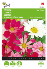Buzzy seeds Cosmea zaden   Sea Stars   gemengd